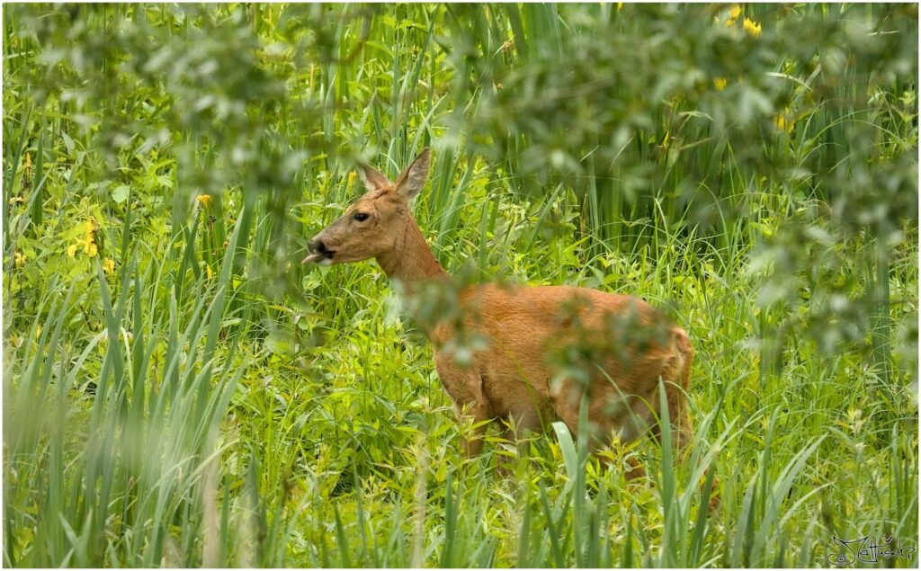 Reh. Reh auf Wiese 