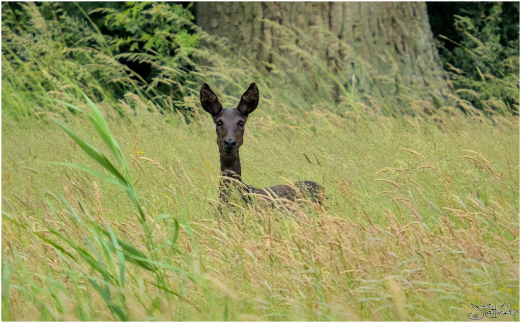 Reh. Schwarzes Reh auf Wiese