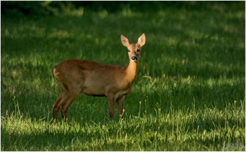 Reh. Reh auf Wiese am Morgen