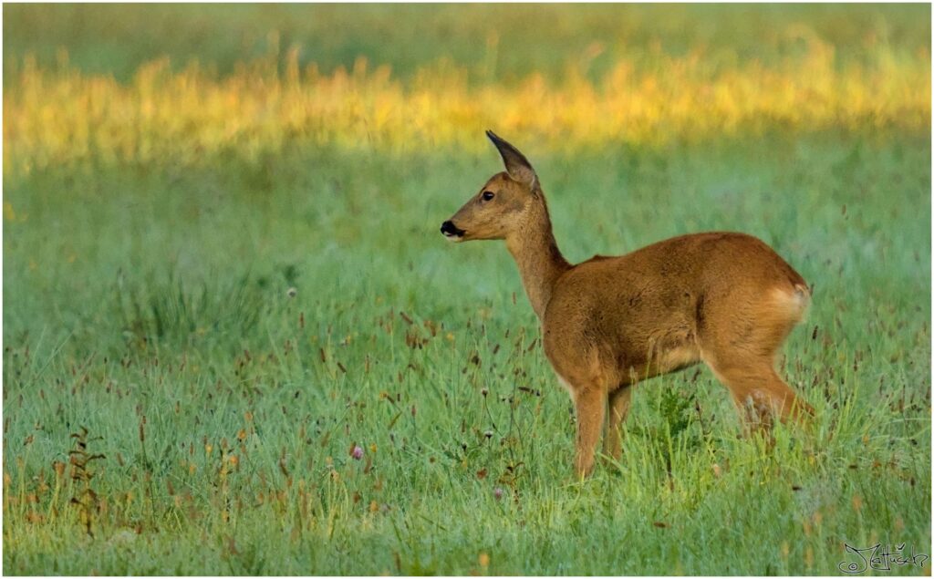 Reh. Reh auf Wiese im Morgenlicht