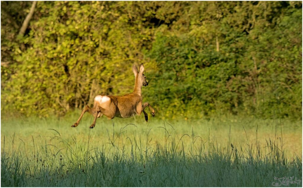 Reh. Reh auf Wiese im Morgenlicht rennt weg