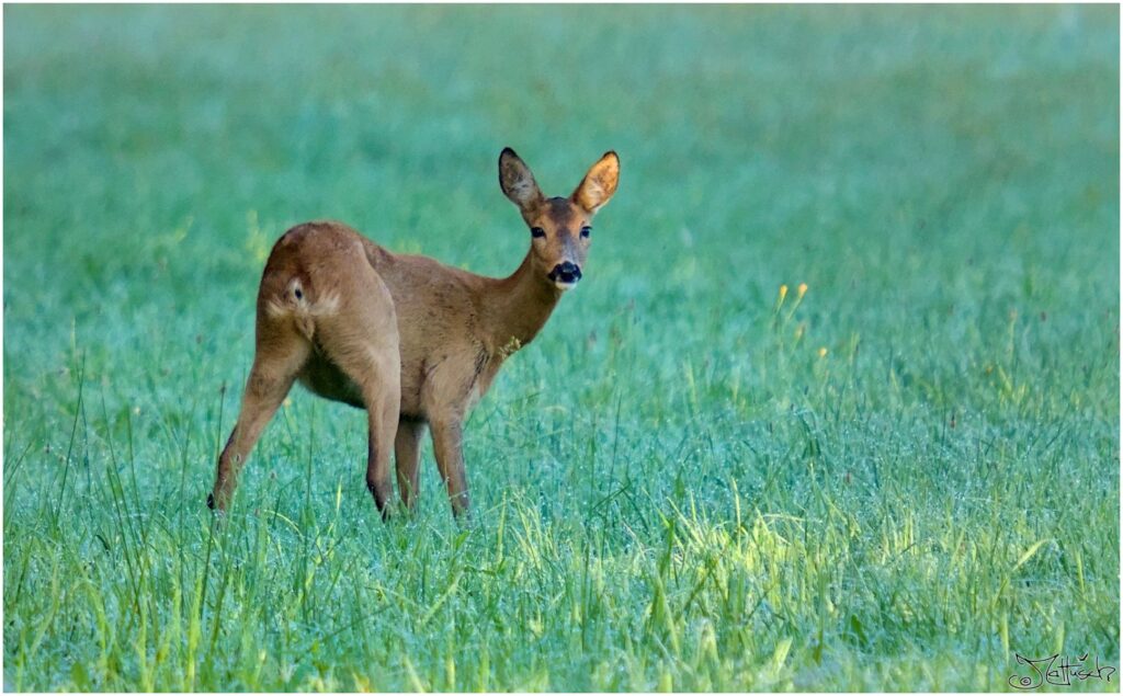 Reh. Reh auf Wiese im Morgenlicht