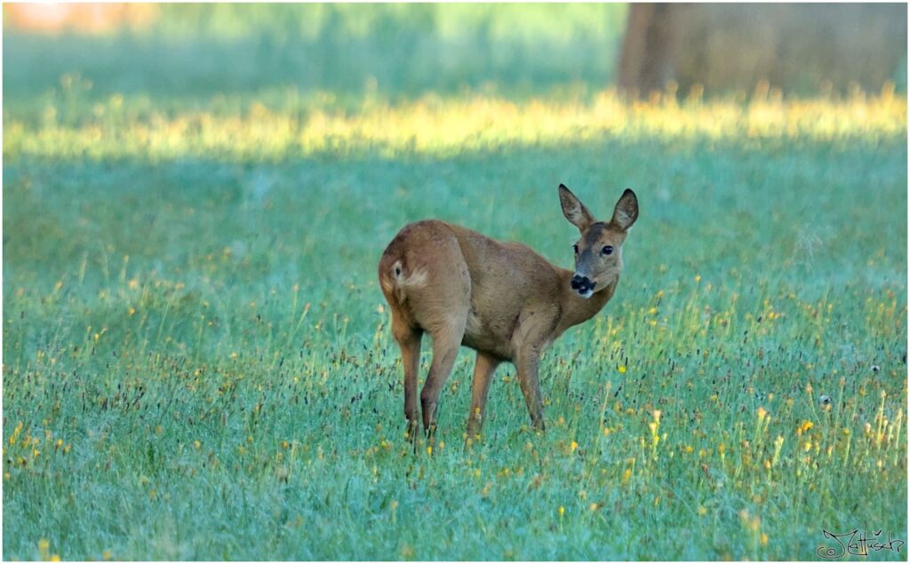 Reh. Reh auf Wiese im Morgenlicht