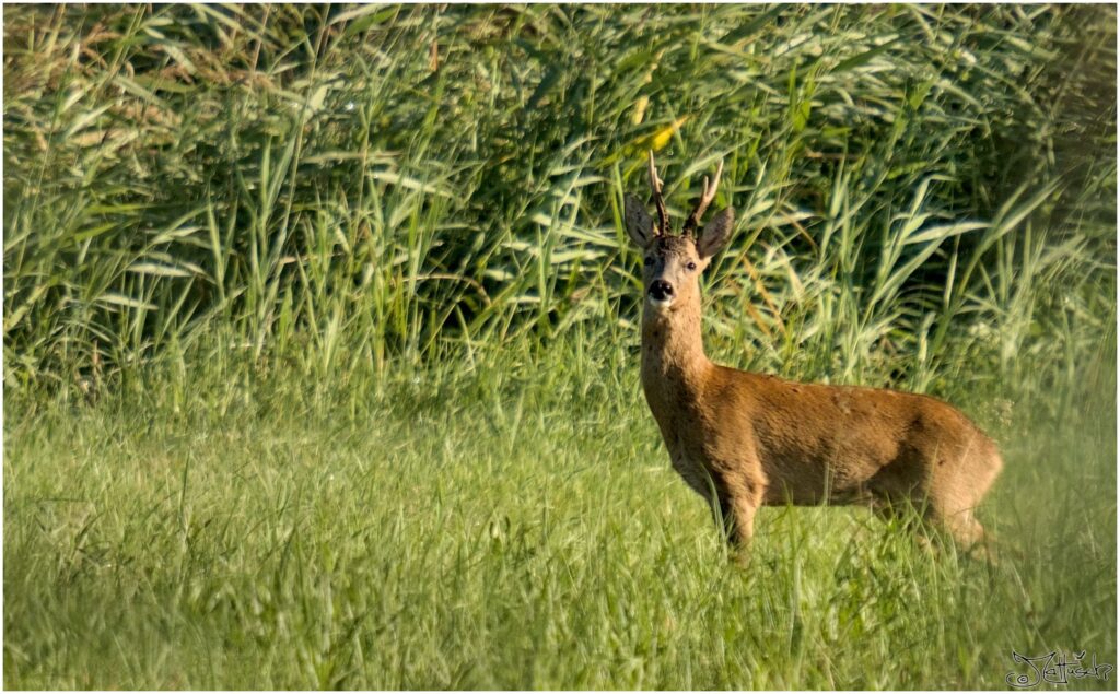 Rehbock. Rehbock auf Wiese vor Schilf