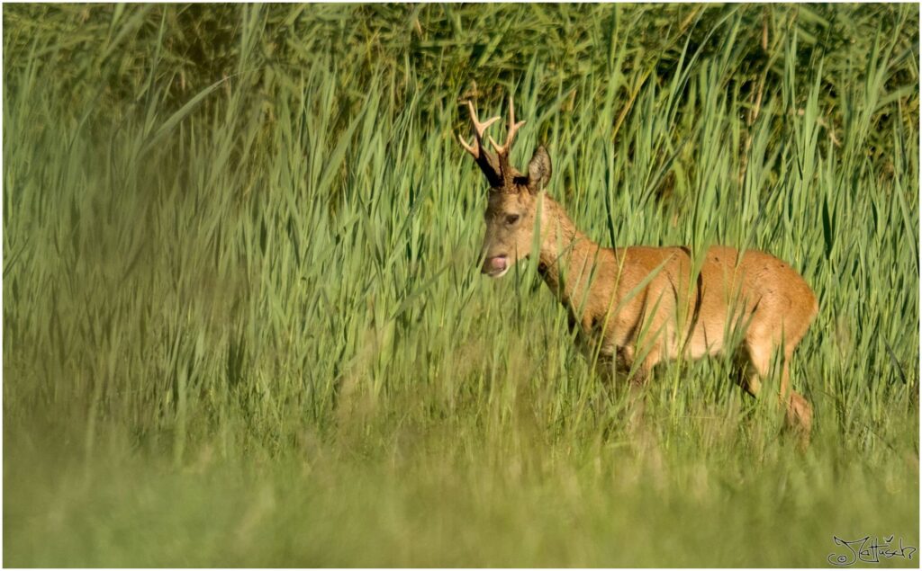 Rehbock. Rehbock auf Wiese vor Schilf