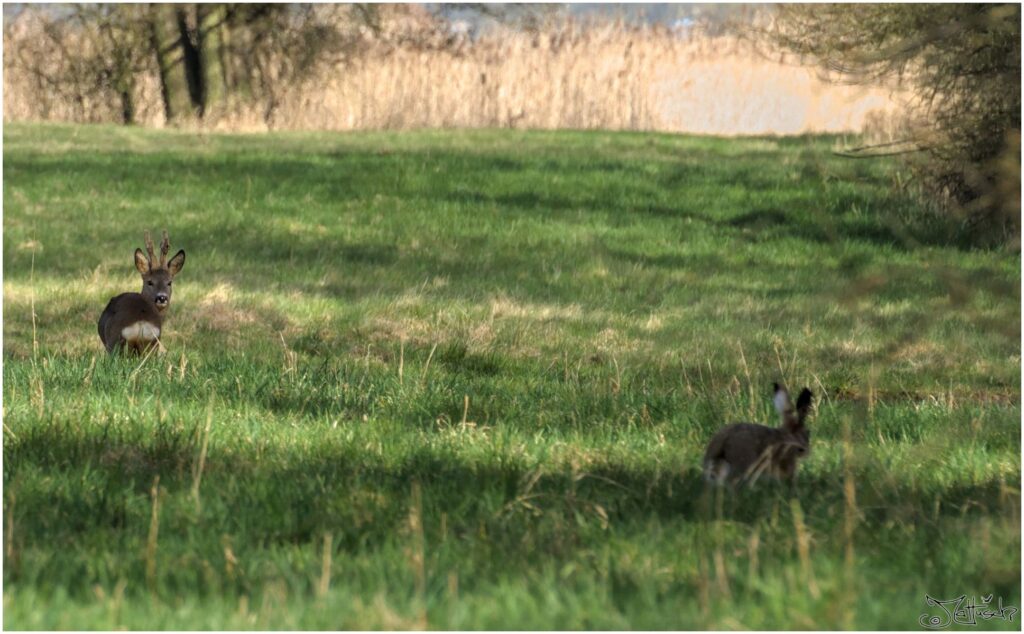 Reh und Hase. Reh und Hase auf Wiese.