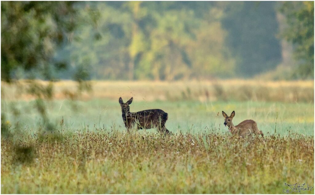 Rehe. Schwarzes Reh und Kitz auf Wiese