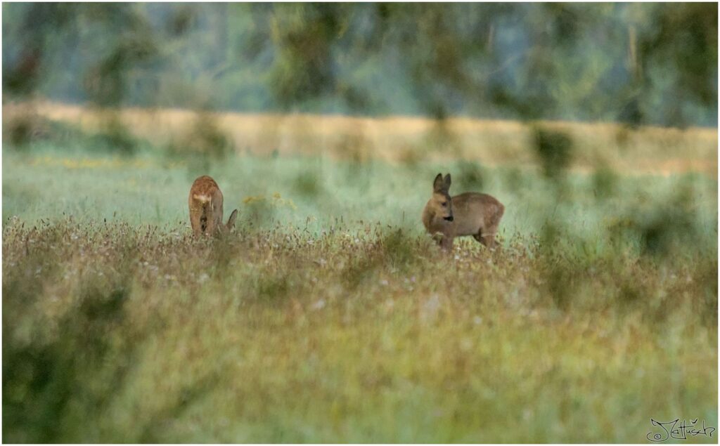 Rehe. Rehbock und Kitz auf Wiese