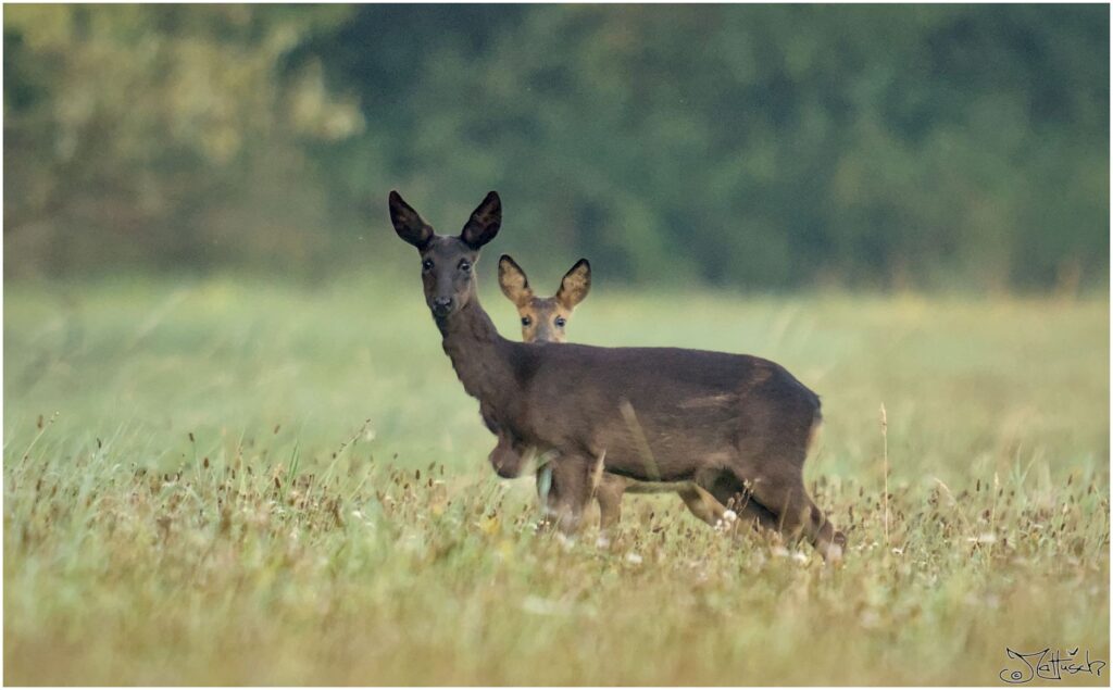 Rehe. Schwarzes Reh und Kitz auf Wiese