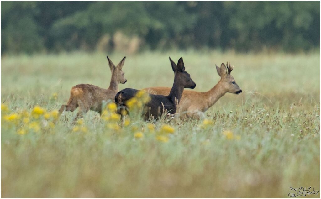 Rehe. Schwarzes Reh, brauner Rehbock und Kitz auf Wiese