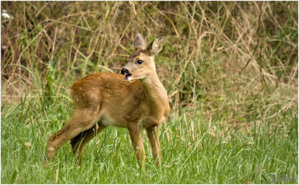 Kitz. Rehkitz auf Wiese