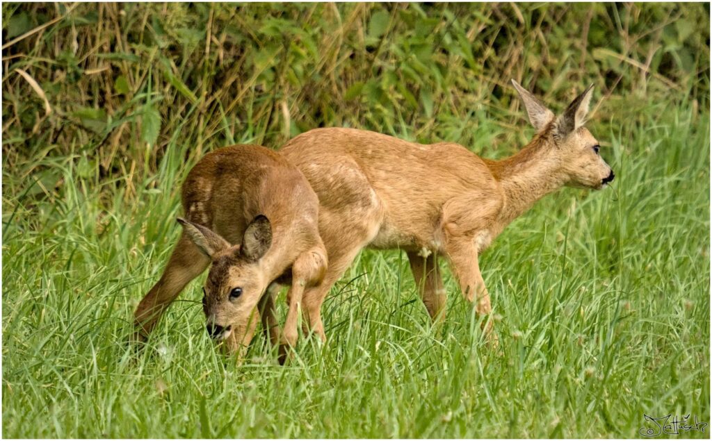 Kitze. Geschwisterpaar auf Wiese