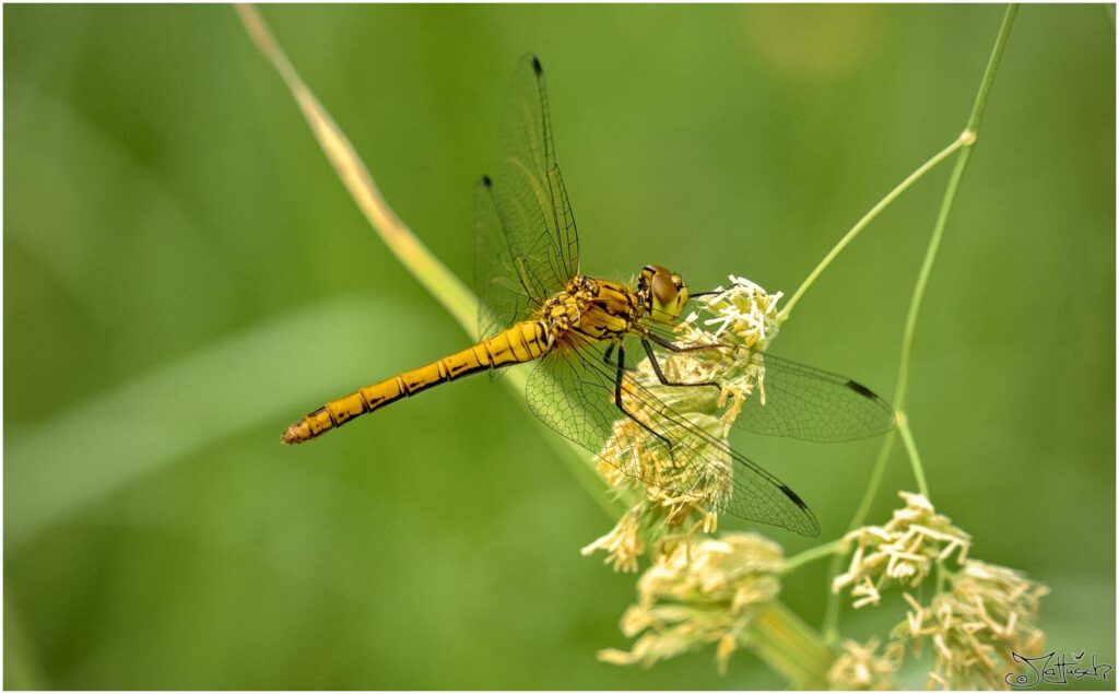 Blutrote Heidelibelle (unsicher). Rote Libelle sitzt auf Grashalm