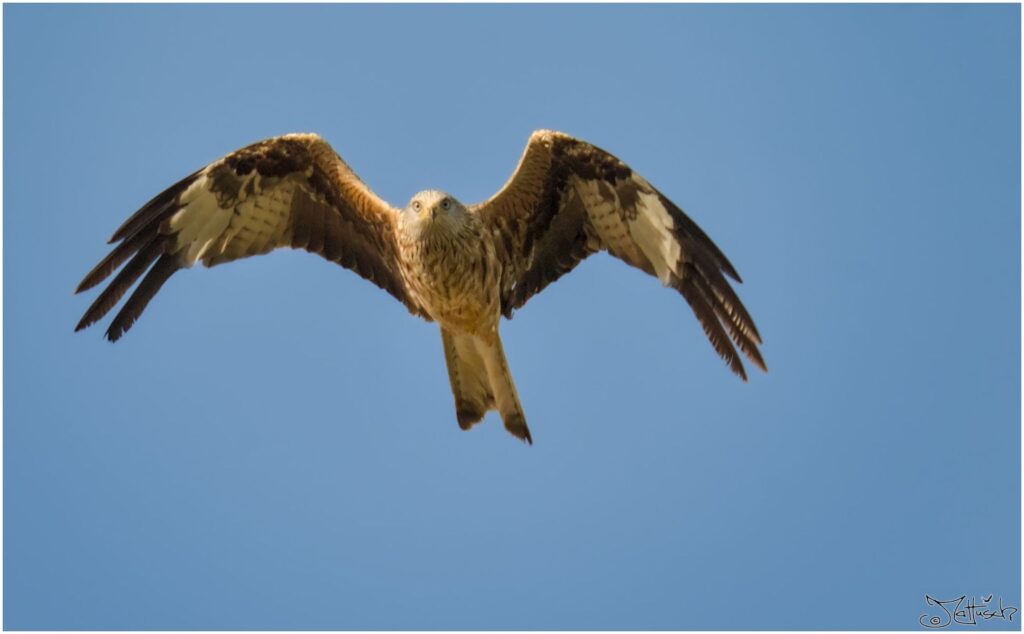 Roter Milan. Großer rötlich-brauner Raubvogel fliegt und schaut direkt in die Kamera