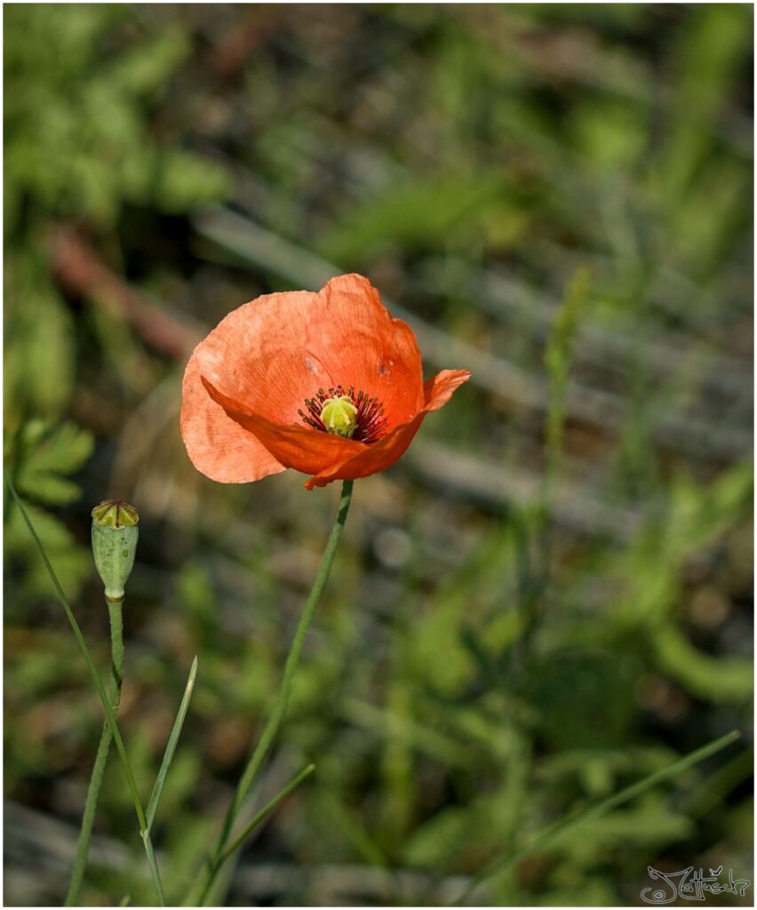 Saat-Mohn. Rote Blüte vor Wiese und Gitter.