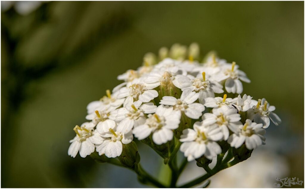 Schafgarbenblüte. Weiße Blüten Seitenansicht