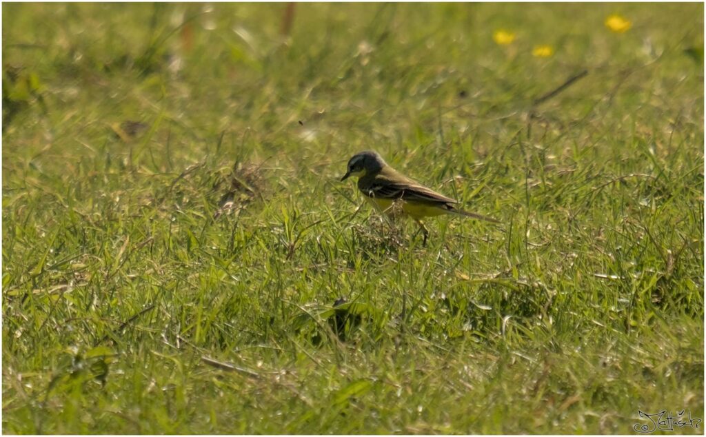 Schafstelze. Kleiner gelbgrauer Vogel läuft über Wiese