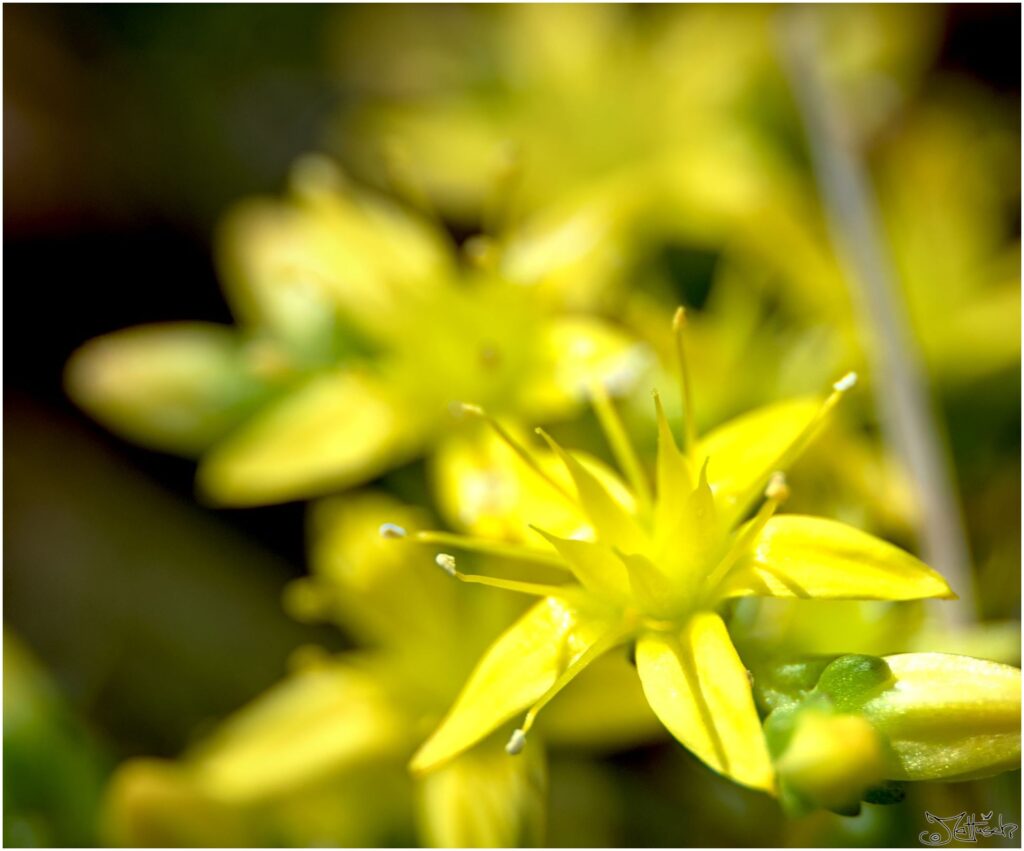 Scharfer Mauerpfeffer. Winzige kleine gelbe Blüten in Halbprofil