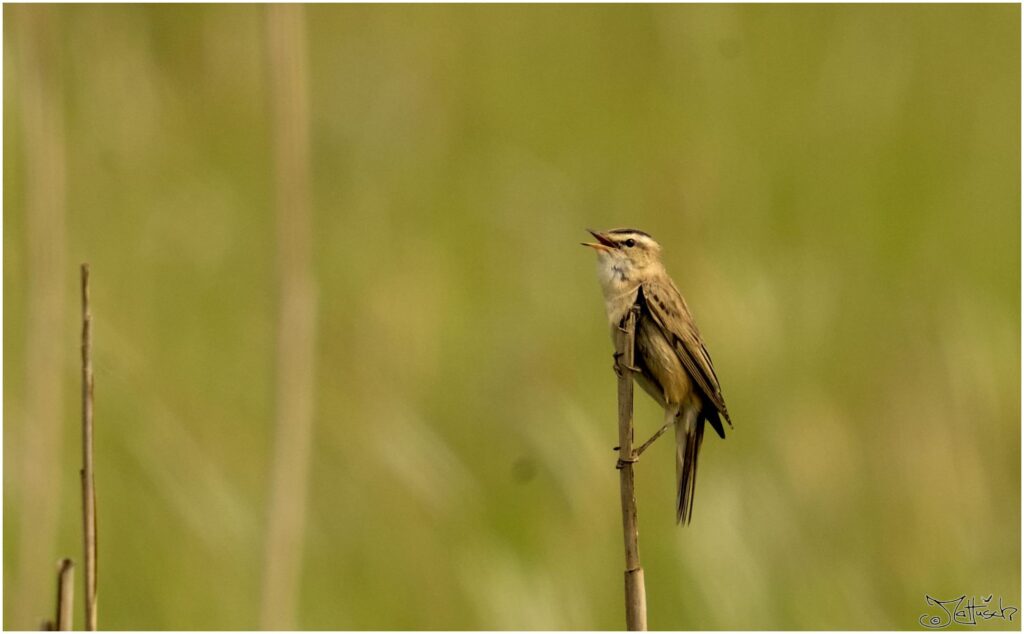 Schilfrohrsänger. Kleiner braun-schwarzer Vogel sitzt auf Schilfrohr