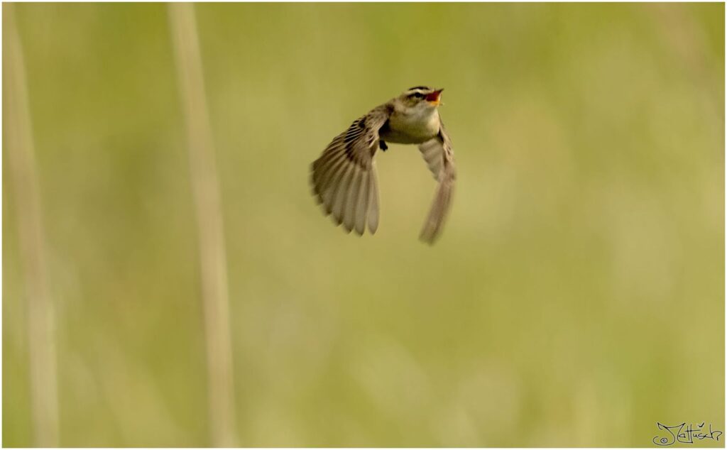 Schilfrohrsänger. Kleiner braun-schwarzer Vogel fliegt durch Schilf