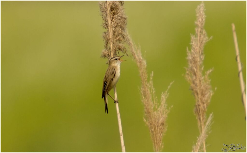 Schilfrohrsänger. Kleiner braun-schwarzer Vogel sitzt auf Schilfrohr