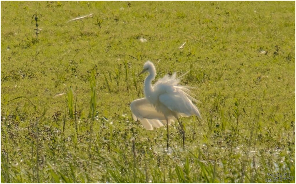 Silberreiher. Großer weißer Vogel steht aufgeplustert auf Wiese