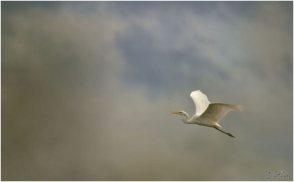 Silberreiher. Großer weißer Vogel im Flug