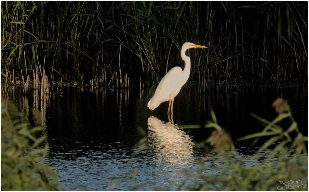 Silberreiher. Weisser grosser Vogel in Teich