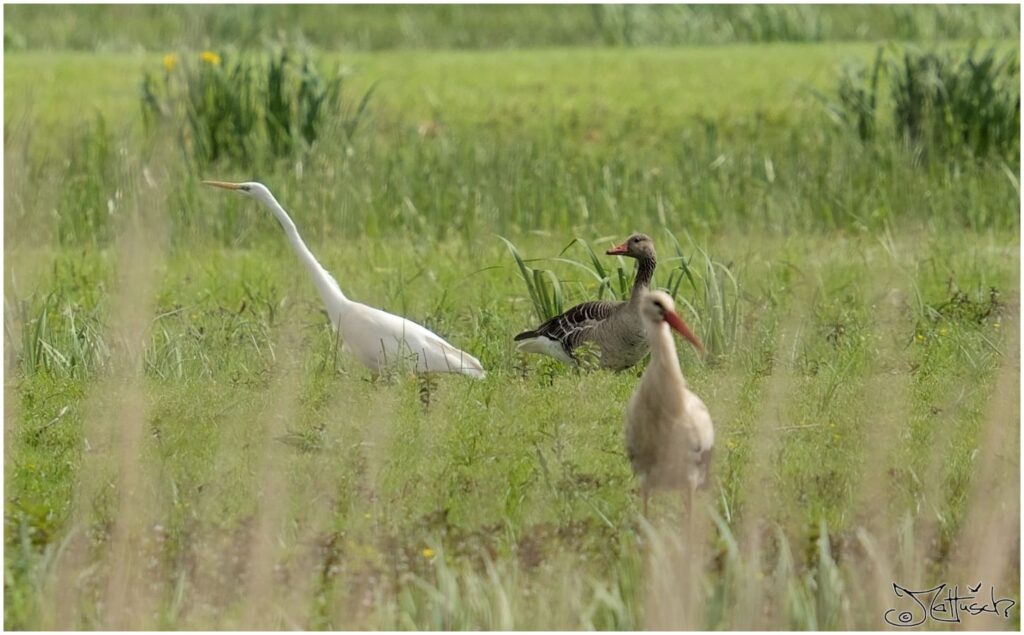 Silberreiher, Graugans, Weißstorch stehen in einem Grüppchen am Teichufer