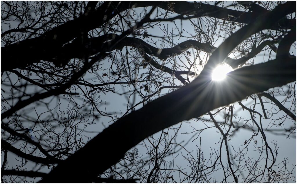 Sonne durch Baum mit Linsenstern