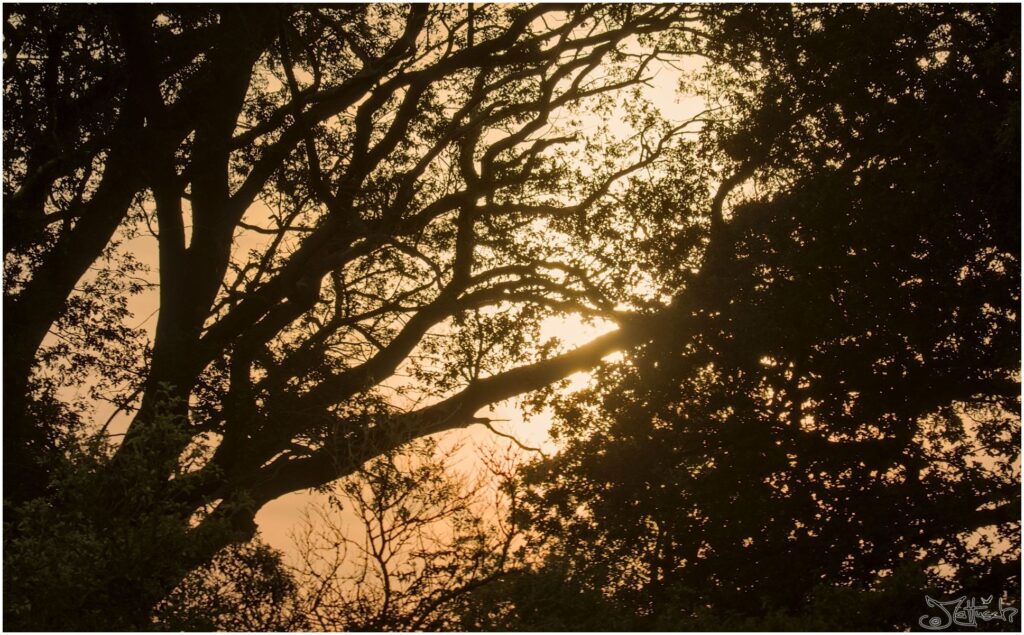 Sonnenaufgang mit Nebel durch Bäume aufgenommen