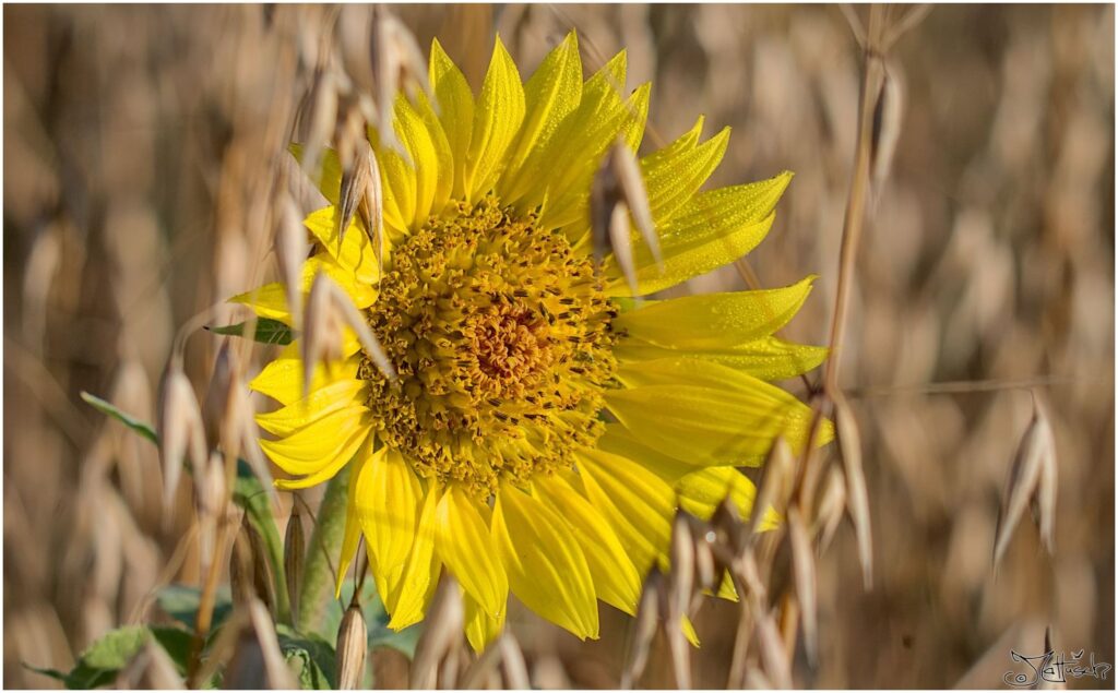 Sonnenblume. Gelbe Blüte in Kornfeld