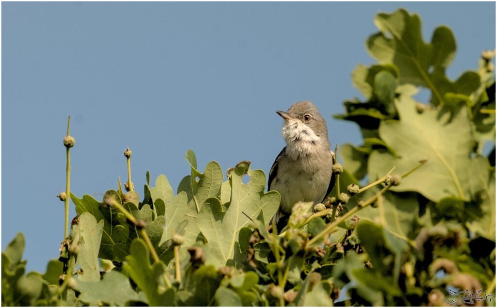 Sperbergrasmücke (unklar). Kleiner grau-weißer Vogel sitzt auf Ast und singt