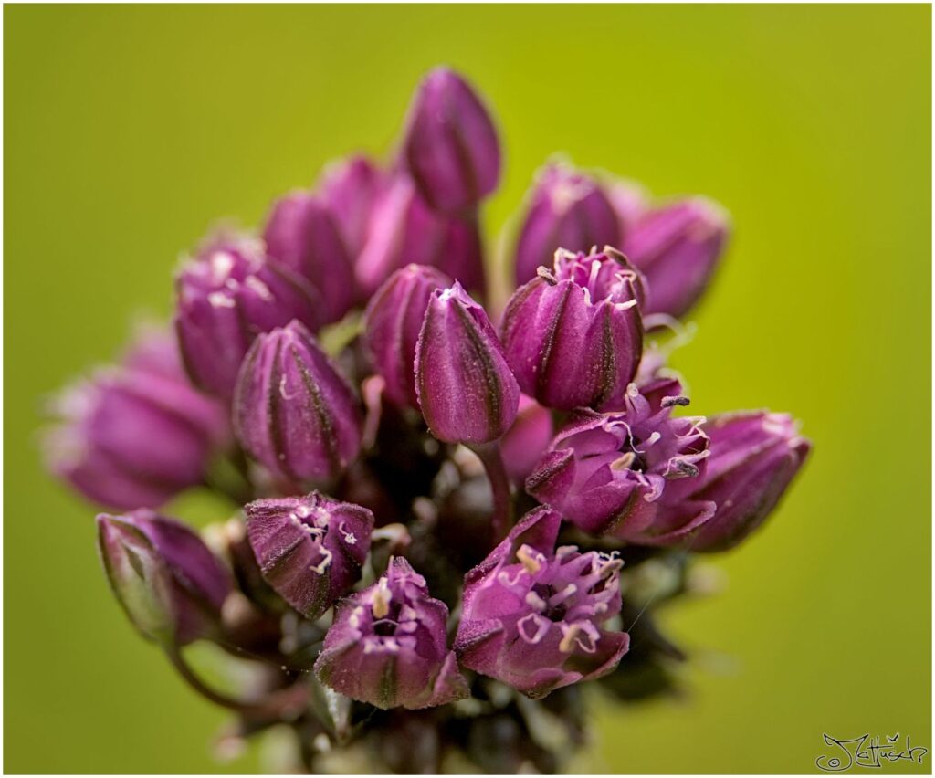 Stangenlauch. Violette Blüte in Seitenansicht