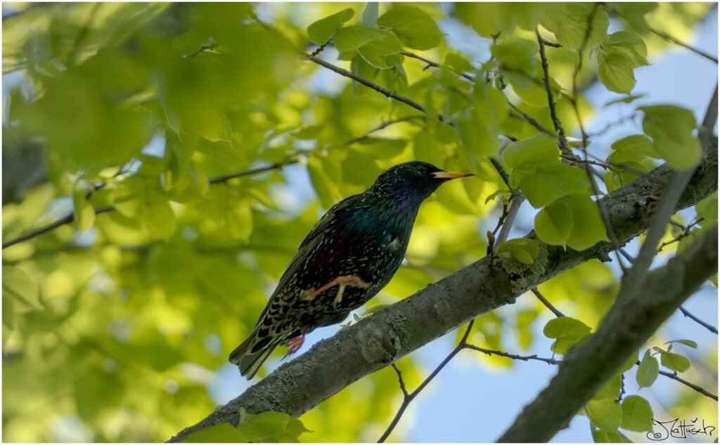 Star. Schwarzer Vogel mit weißen Punkten rennt über Ast