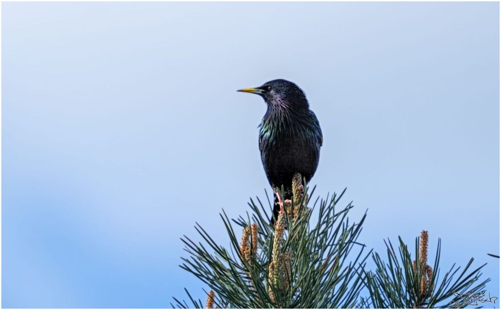 Star. Schwarzer Vogel mit weißen Punkten sitzt auf Kiefernspitze