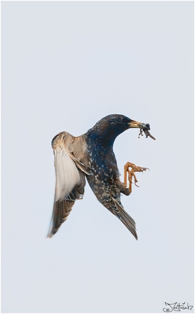 Star. Schwarzer Vogel mit schwarzen Punkten im Anflug auf Nest mit Essen im Schnabel