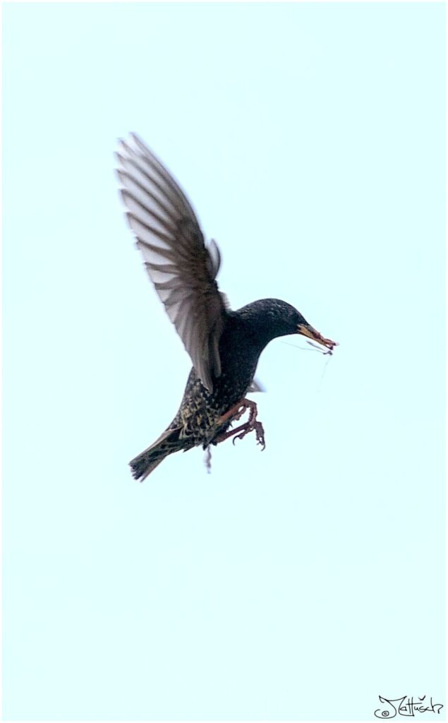 Star. Schwarzer Vogel mit schwarzen Punkten im Anflug auf Nest mit Essen im Schnabel