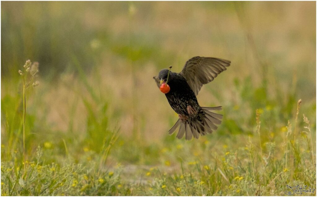 Star. Schwarzer Vogel mit weißen Punkten fliegt mit Kirsche im Schnabel auf Wiese