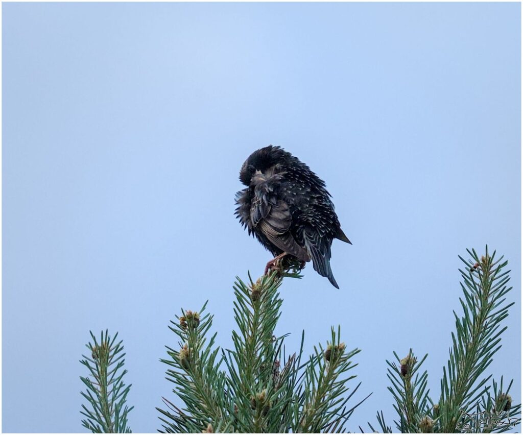 Star. Schwarzer Vogel mit weißen Punkten sitzt auf Kiefernspitze und putzt sich