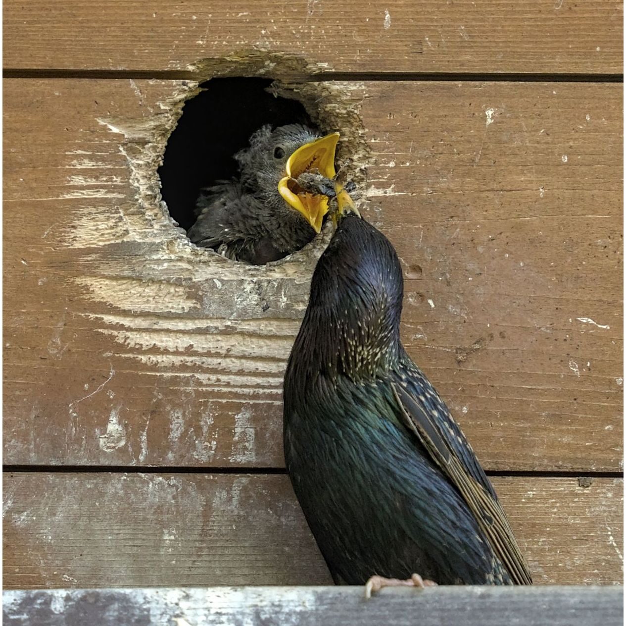 Star und Küken. Küken wird von Elternteil am Nest gefüttert