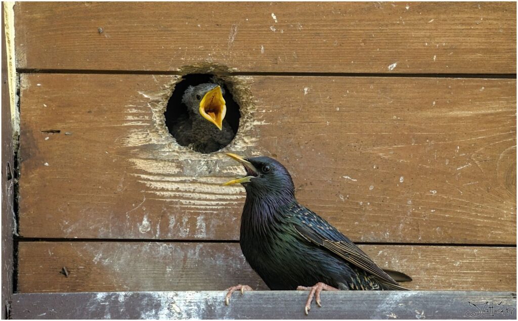 Star und Küken. Küken wird von Elternteil am Nest gefüttert