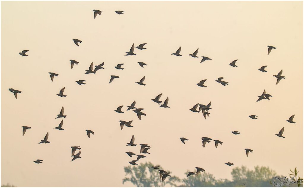 Stare. Viele fliegende schwarze Vögel im Morgenhimmel