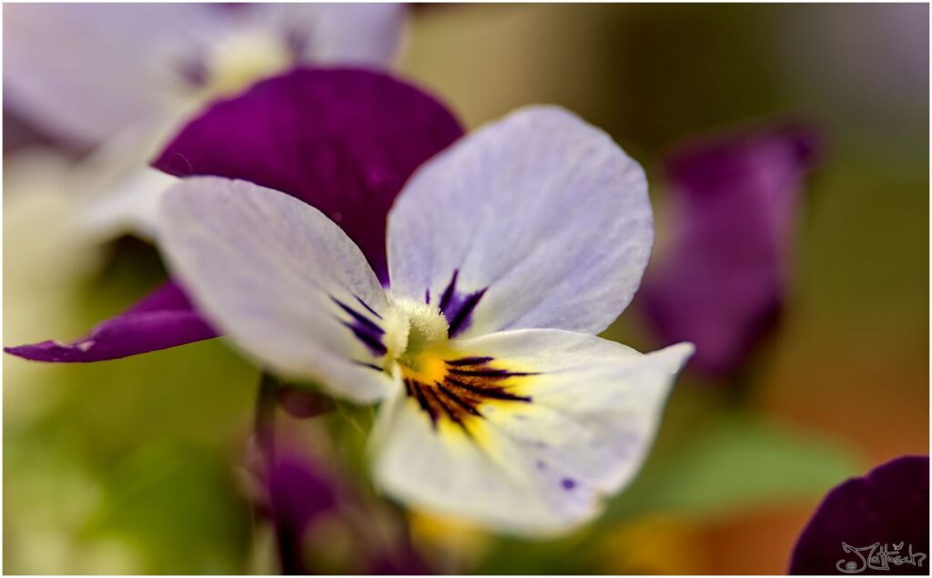 Stiefmütterchen. Violett-Weiße Blüte in Halbprofil