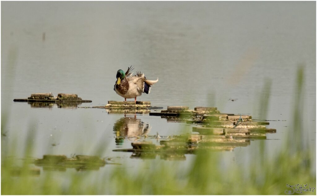 Stockente. Erpel steht auf quadratischer Brutvorrichtung auf Teich und schaut ins Wasser