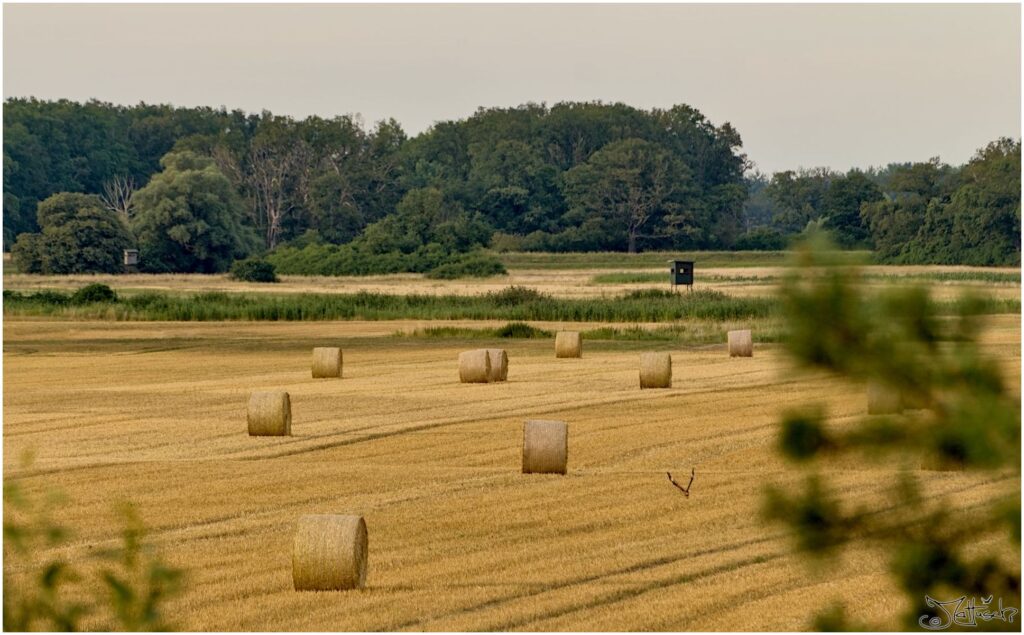 Frisch geerntetes Feld mit Strohballen 