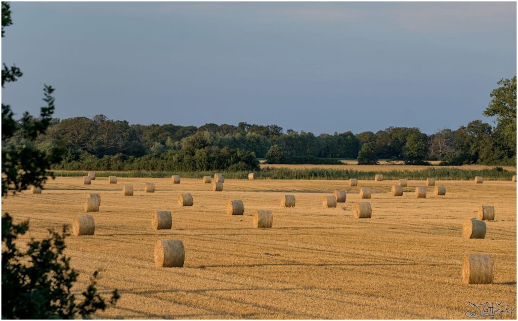 Frisch geerntetes Feld mit Strohballen 