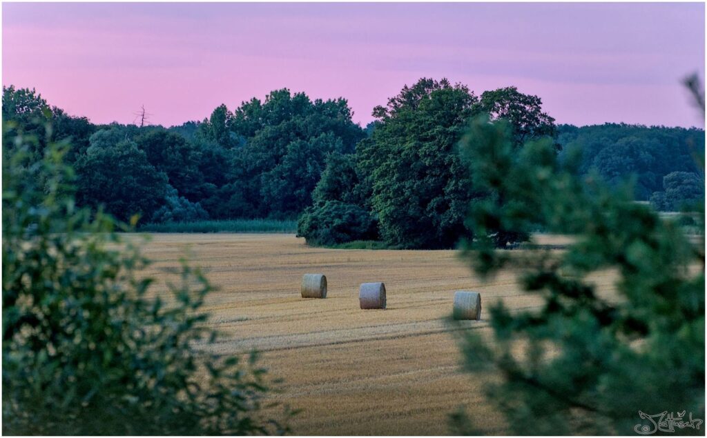 Frisch geerntetes Feld mit Strohballen 