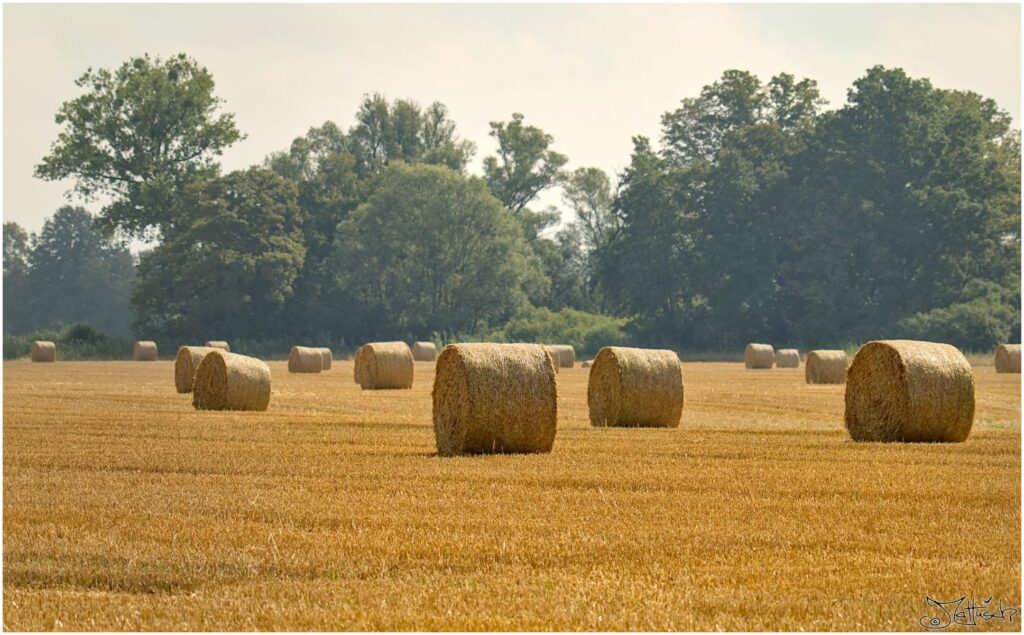 Frisch geerntetes Feld mit Strohballen 