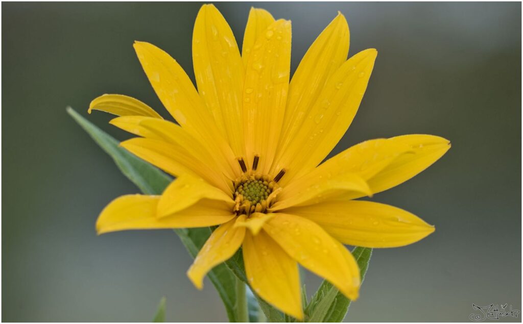 Topinambur. Gelbe Blüte  vor grauem Hintergrund